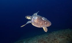 Doğu Akdeniz'in derinliklerine inen dalgıçlar canlıların renkli dünyasını görüntüledi