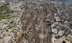 Gülnar ilçesinde 'Şehit Ertuğrul Ulupınar Sedir Ormanı' oluşturuldu