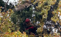 Hatay'da ağaca takılan kızıl şahini itfaiye kurtardı