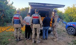 Hatay'da bahçeden portakal çalan 5 şüpheli gözaltına alındı