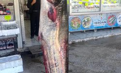 Kahramanmaraş'ta 100 kilogramlık yayın balığı yakalandı