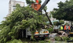 Mersin'de rüzgarın etkisiyle devrilen ağaç seyir halindeki 3 araca zarar verdi