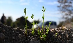 Osmaniye'de yangından etkilenen 45 hektarlık alan 7 bin 500 fidanla yeşertilecek