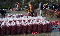Tescilli turpları hasat eden çiftçilerin Savrun Çayı'ndaki zorlu yıkama mesaisi başladı