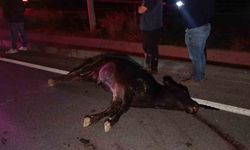 Ağıldan kaçan inek, araçların çarpması sonucu telef oldu