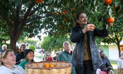 Antalya'nın turunçları Korkuteli'nden sofralara uzanıyor