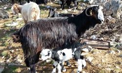 Keçiyi meraya, çobanı yaylaya döndürecek 13 öneri