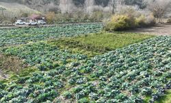 Osmaniye’de lahana hasadı yapıldı