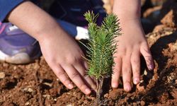 Elbistan’da Fidan Dağıtım Etkinliği Düzenleniyor