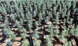 Gabar Petrol Sahasına Yeşil Dokunuş: 100 Bin Fidan Toprakla Buluşacak