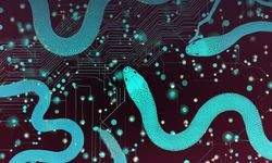 Önü aşk arkası casusluk