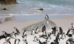 Güney Afrika açıklarında 62 bin penguen açlıktan öldü