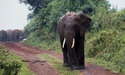 Hindistan'da fil sürüsünün saldırdığı köy sakinlerinden 4 kişi öldü