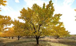 Elbistan'da 14.606 M² Kayısı Bahçesi İcradan Satılık