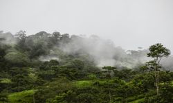 Milyonlarca yıldır görülmemişti: Amazon ormanlarında iklim değişiyor