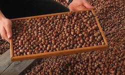 Trabzon’dan 11 ayda 523 milyon dolarlık fındık ihracatı