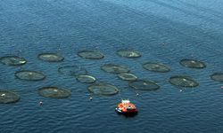 Türkiye, Akdeniz ve Karadeniz balıkçılığında lider