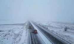 Turuncu kaplanlar "kar" mesaisinde