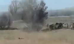 Afşin’de Domuz Sürüsü Mahalleye İndi