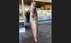 100 Kilogramlık Yayın Balığı Yakalandı