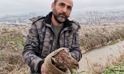 Kayıp Şahin Dere Kenarında Yaralı Halde Bulundu