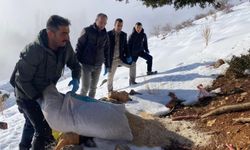 Afşin’de Yaban Hayvanları İçin Doğaya Yem ve Kuduz Aşısı Bırakıldı
