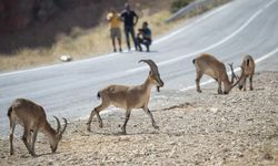 Afşin’de Yaban Keçisini Avlayan Şahsa 969 Bin TL Ceza