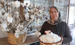 Adana'da adaptasyon yeteneği ve lif kalitesi yüksek yeni pamuk çeşidi geliştirildi