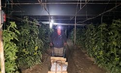 Antalya'da üreticiler seralarda zirai don nöbeti tutuyor