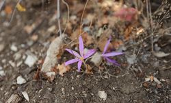 Antalya'daki 5 antik kentin endemik bitkileri ziyaretçilere tanıtılıyor