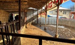 Burdur'da elektrik akımına kapılan 14 büyükbaş hayvan telef oldu