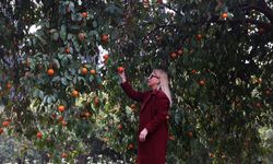 Narenciyenin gen merkezindeki 'Turunç Yolu', görsel şölen sunuyor