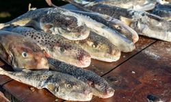 Adana'da 4 günde 128 bin balon balığı toplandı