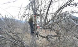 Gölcük Tabiat Parkı'nda elma bahçeleri yeniden üretime kazandırılıyor