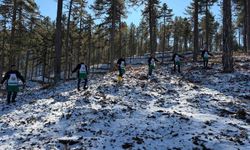 Saimbeyli'de orman geleceğe hazırlanıyor