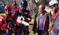 Uçurumdan düşen kuzuyu ekipler kurtardı