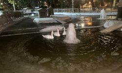 Ankara'da sıcaklık eksi 11 dereceye düştü: Kuğulu Park'taki havuz buz tuttu