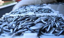 Balık üretiminde geçen yıl cumhuriyet tarihinin rekoru kırıldı