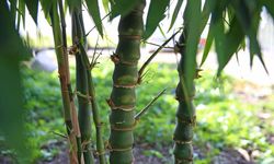 Bilim insanları inceledi: Bambu süper gıda olabilir