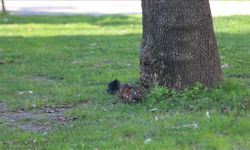 Çanakkale'deki çocuk parkında patlamamış mühimmat bulundu