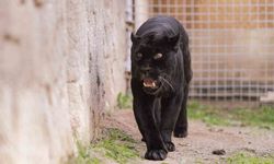 Doğal Yaşam Parkı’nın jaguarı Juliet yaşama veda etti