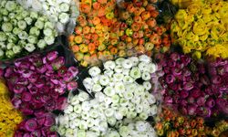 Türkiye'den 83 ülkeye 160 milyon dolarlık çiçek ihracatı