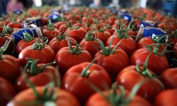 Türkiye'den 401 milyon dolarlık domates ihraç edildi