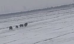 Kuşkayası’nda Domuz Sürüsü Kameraya Yansıdı