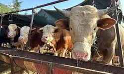 Besilik Erkek Sığır (Karkas) Desteği Başvuruları Başladı