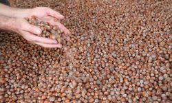 Türk fındığı 2025'te 122 ülkeye ihraç edildi