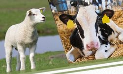 Hayvancılık Destekleme İcmalleri Askıya Çıkıyor