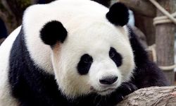 Japonya'da, Çin'e gönderilecek pandalara veda için binlerce kişi hayvanat bahçesine akın etti