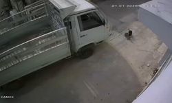 Adana'da kedi ezen sürücüye "barınakta çalışma" cezası