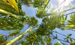 21 ilde kenevir üretimi yapılabilecek